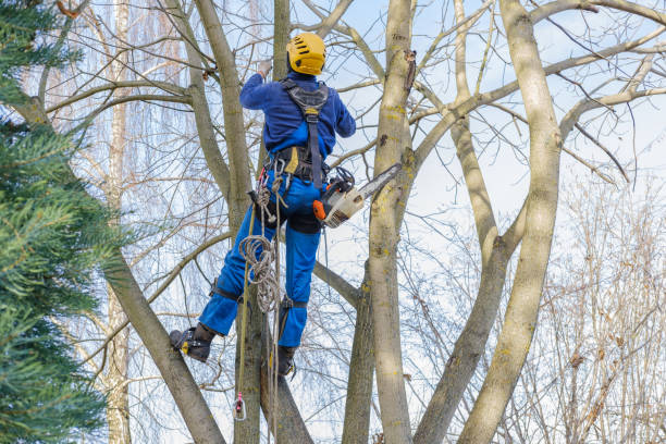 Reliable Chevy Chase, MD Tree Removal Solutions