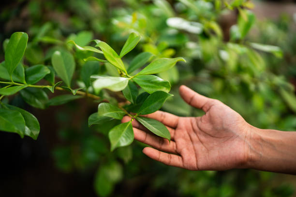 How Our Tree Care Process Works  in  Chevy Chase, MD